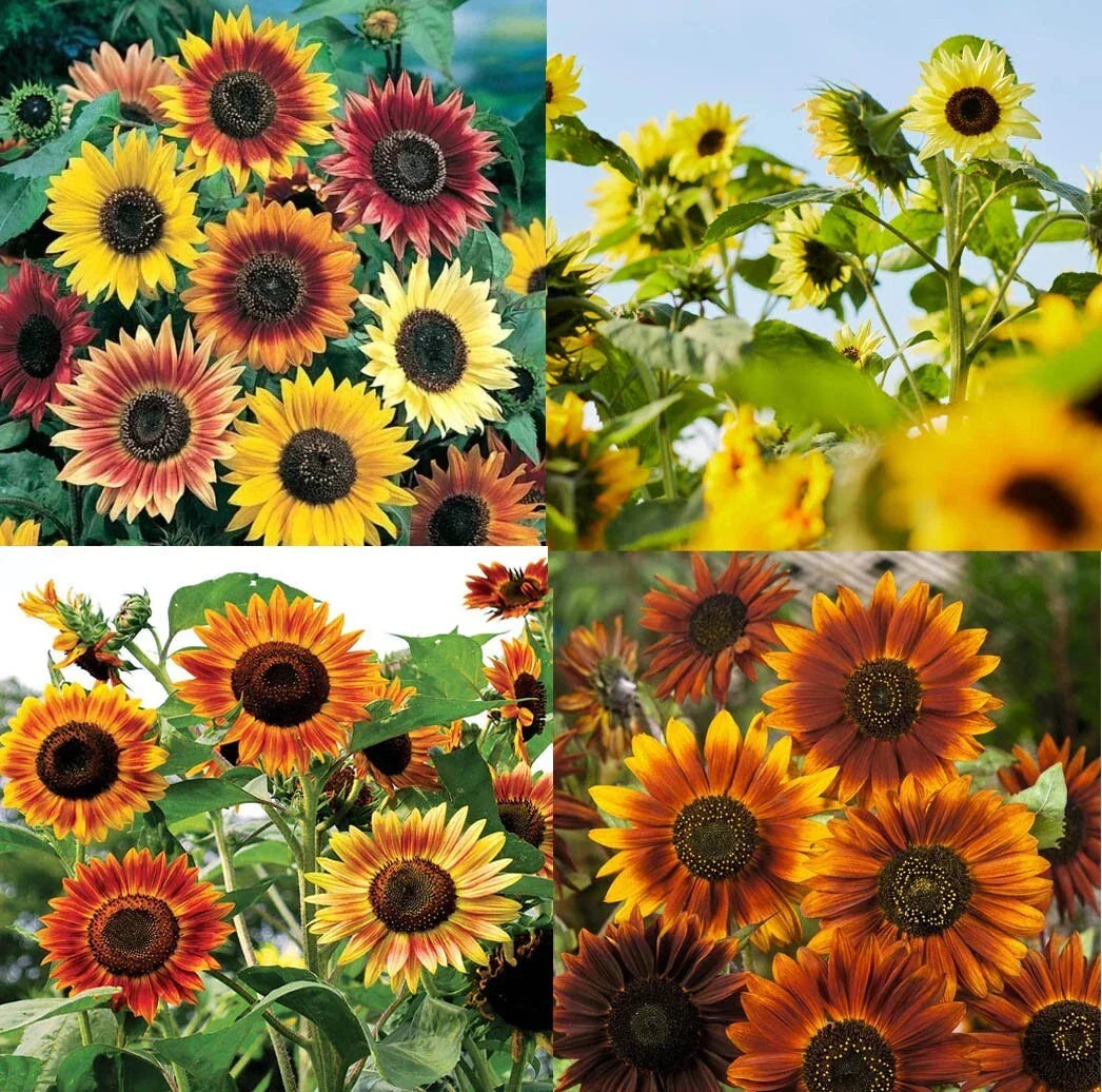 Tall Sunflower Seeds Mixed Colors – Branching Helianthus annuus for Bees & Finches – 250 Seeds