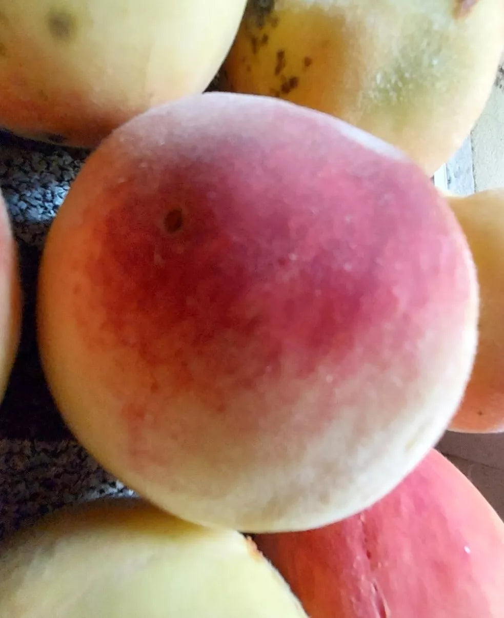 Red Haven Peach Tree Seeds | 4 Seeds | White Fruit, Edible, Hardy Perennial | Prunus persica