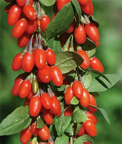 Goji Berry Plants 3 Rooted Lycium barbarum Organic Superfood for Home Garden or Containers