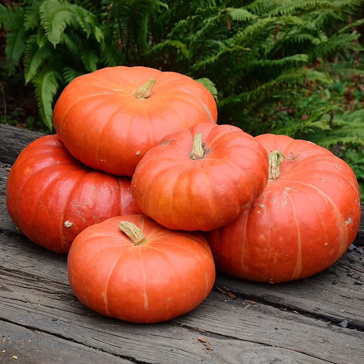 Cinderella Pumpkin Seeds, Heirloom Cucurbita pepo, 30+ Non-GMO Fall Garden, Decorative & Cooking Pumpkins