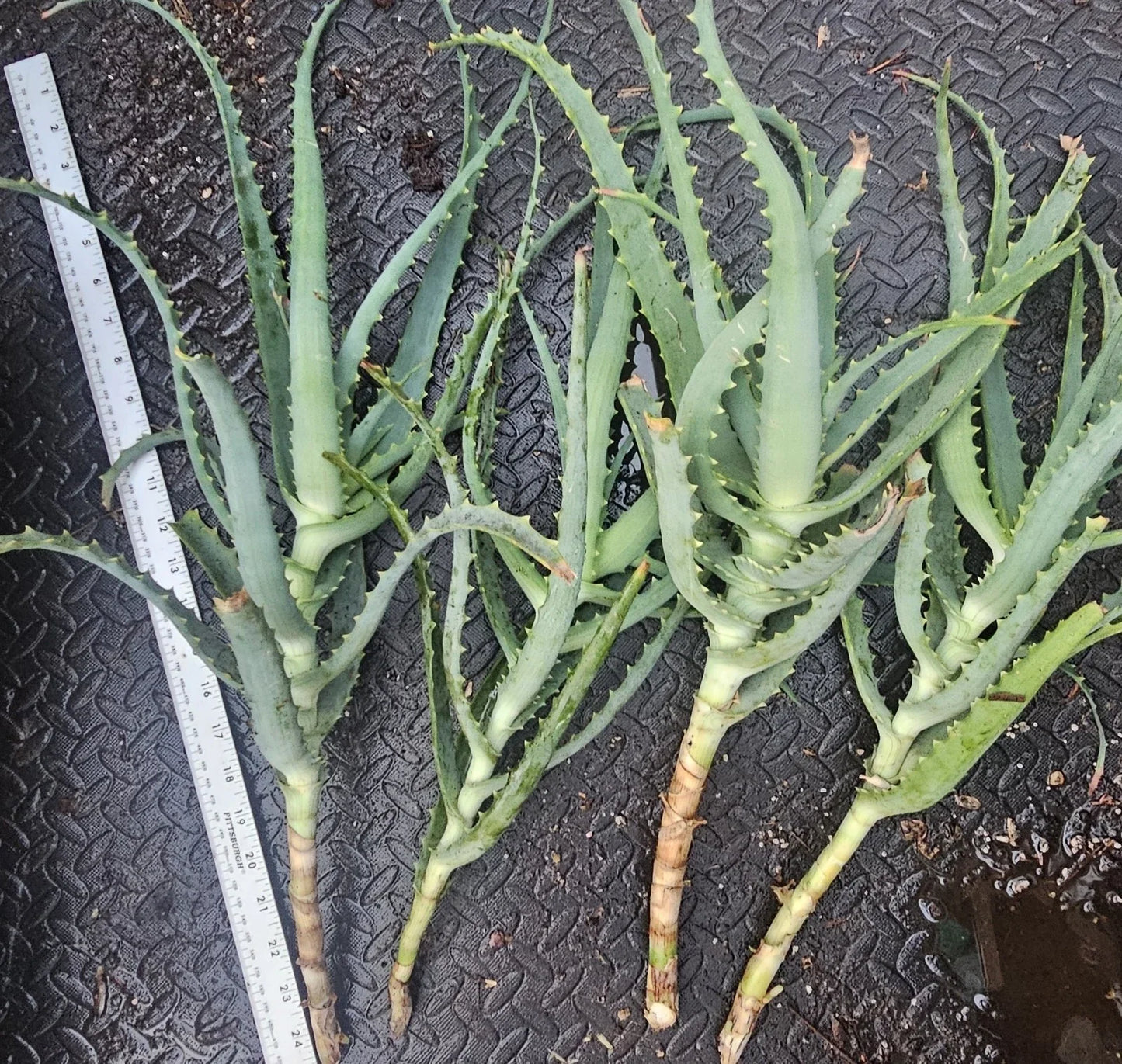 Aloe Arborescens Cuttings – 4 Healthy Succulent Propagation Plants – Drought-Tolerant Aloe Vera Gardening Supplies