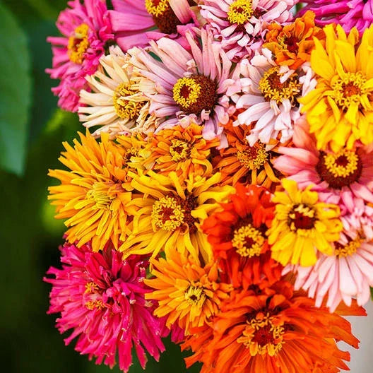 Zinnia Seeds Pack of 200 - Burpeeana Giants Mix - Non-GMO Annual Flowering Plants with Large Colorful Blooms - Zinnia elegans
