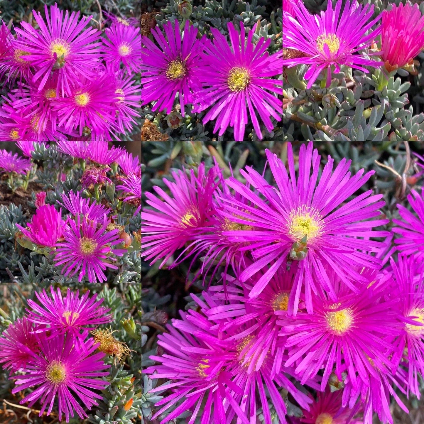 Magenta Ice Plant Cuttings - 15 Delosperma cooperi Purple Succulent Garden & Landscaping Ground Cover