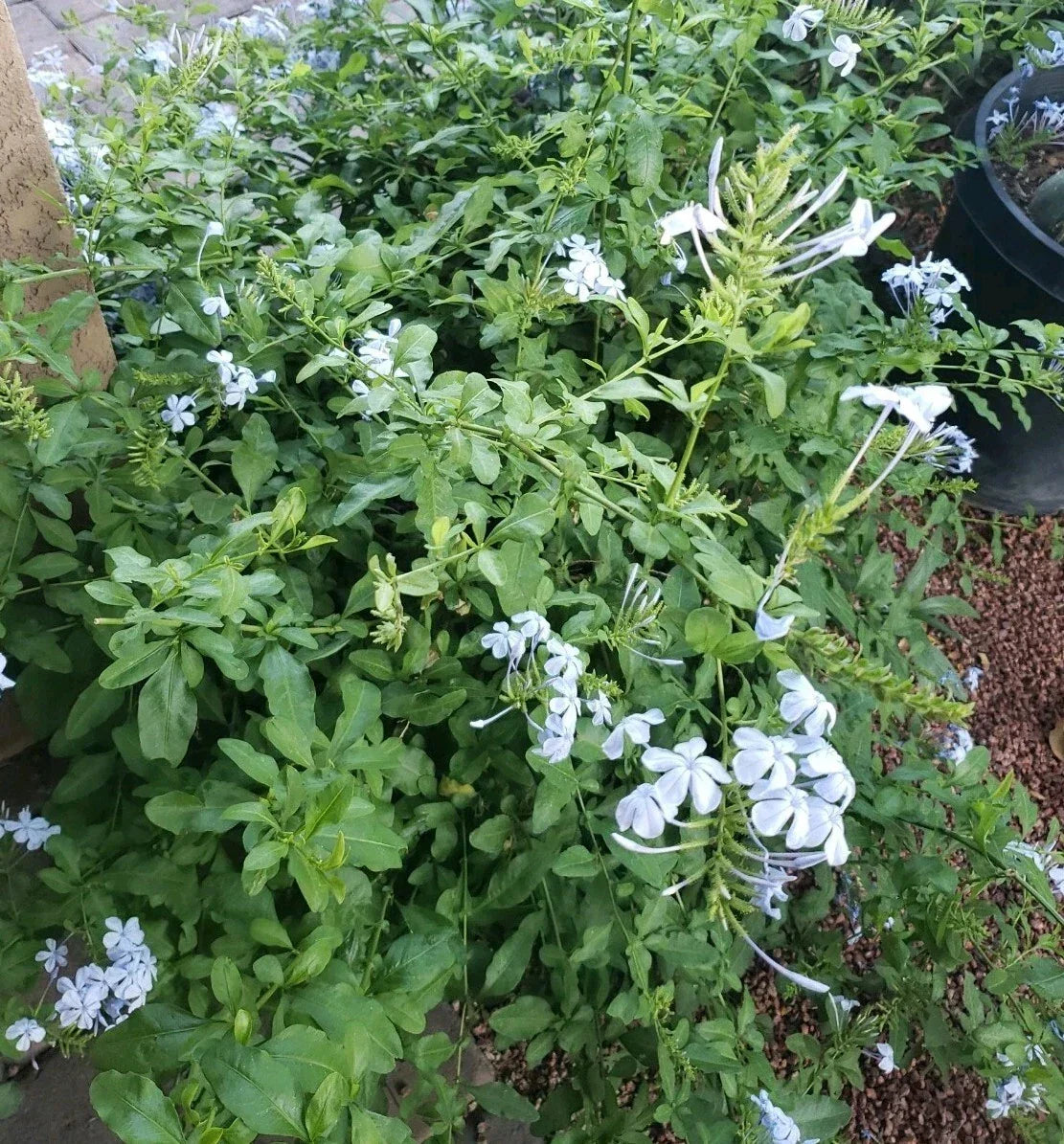 Cape Plumbago Cuttings 8 Pack 5 Inches Imperial Blue Plumbago auriculata for Garden or Indoor Propagation