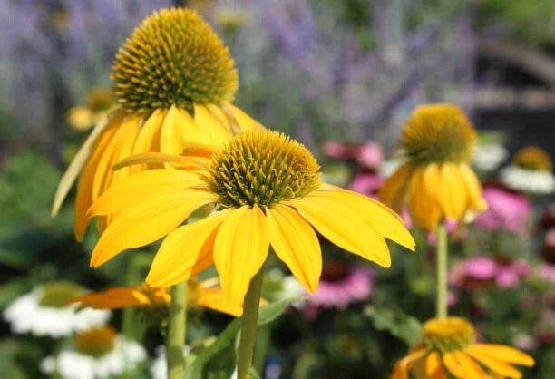 Yellow Coneflower Seeds - 200+ Echinacea paradoxa Perennial Flower Seeds for Garden, Pollinator Attracting, Full Sun, USA Origin