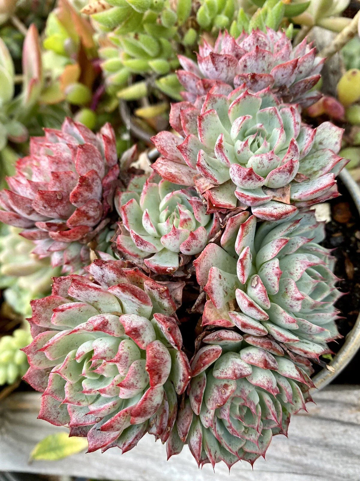 Rooted Succulent Plant 2-Inch Red Echeveria 'Rudolph' Rare, Indoor Outdoor, Low Maintenance, Rosette-Shaped