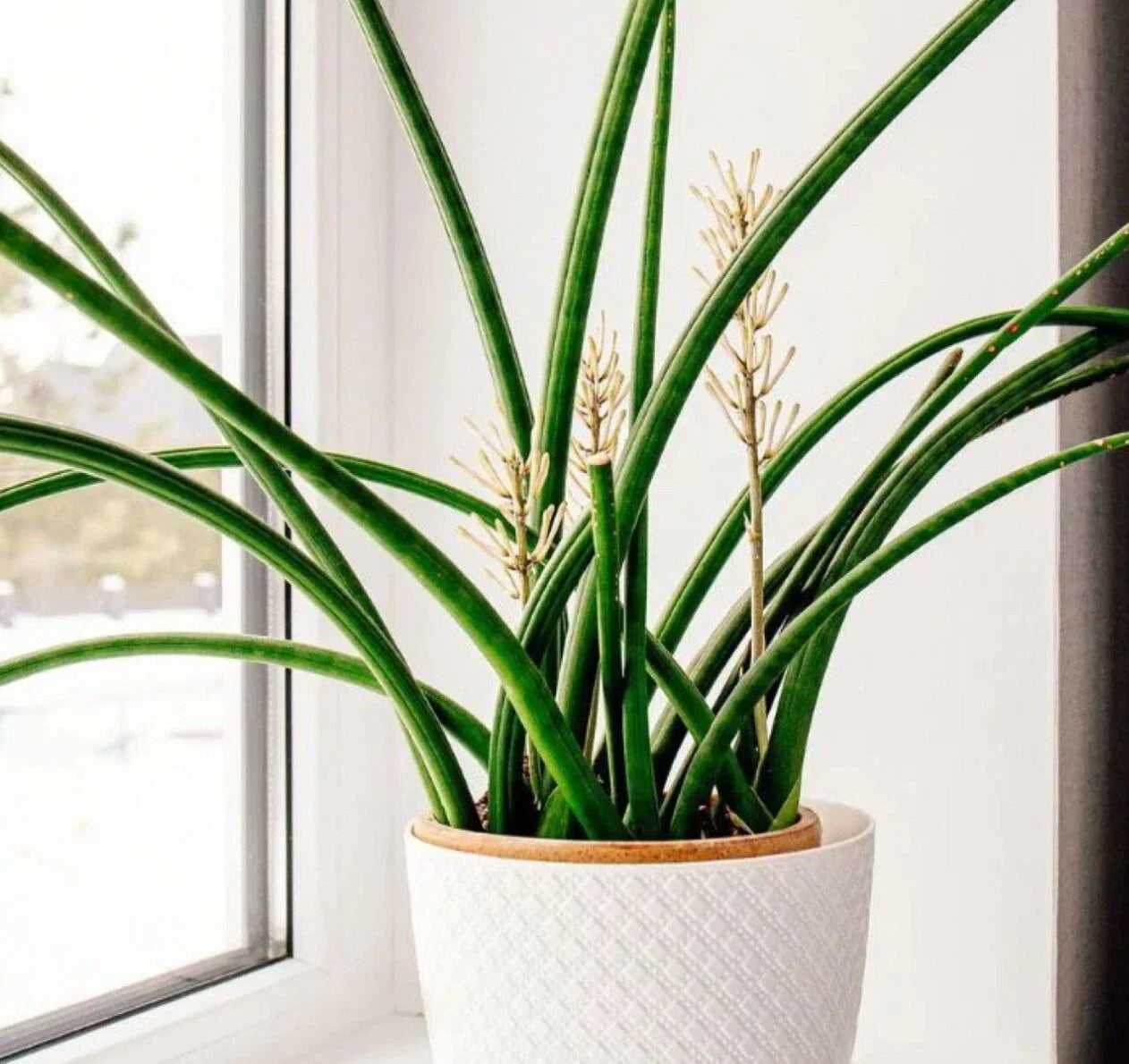 Snake Plant Cutting - Unrooted Sansevieria cylindrica Live Starter Plant for Indoor Air Purification and Easy Care