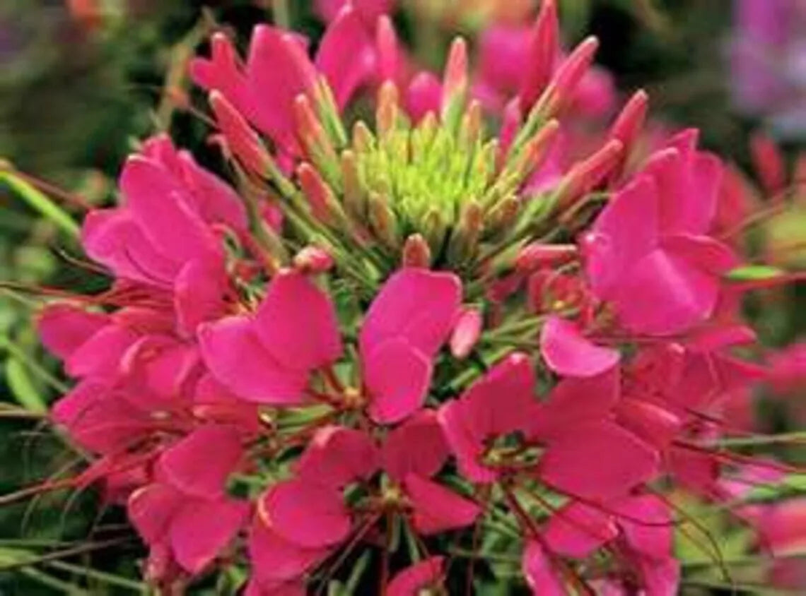 Raspberry Spider Seeds - 100 Pack Clome Spinosa Perennial Flower for Bees, Pollinator Garden, Easy to Grow