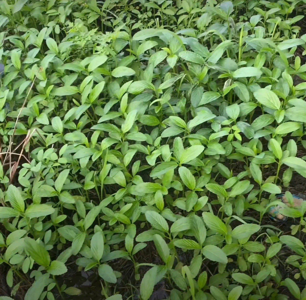 Egyptian Spinach Seeds, Corchorus olitorius, Heirloom, 200+ High Germination Rate, Saluyot, Jute, Molokhia, Annual Plant