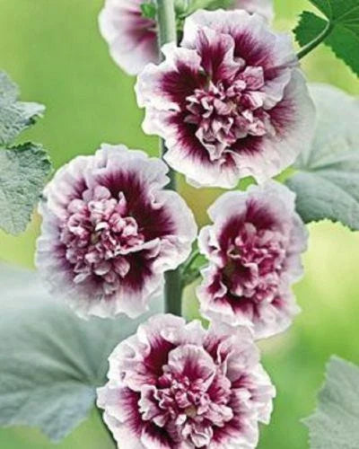 25 Double Purple Hollyhock Seeds | Perennial Flower Seeds | Alcea rosea | Vibrant Purple Blooms for Borders & Cut Flowers