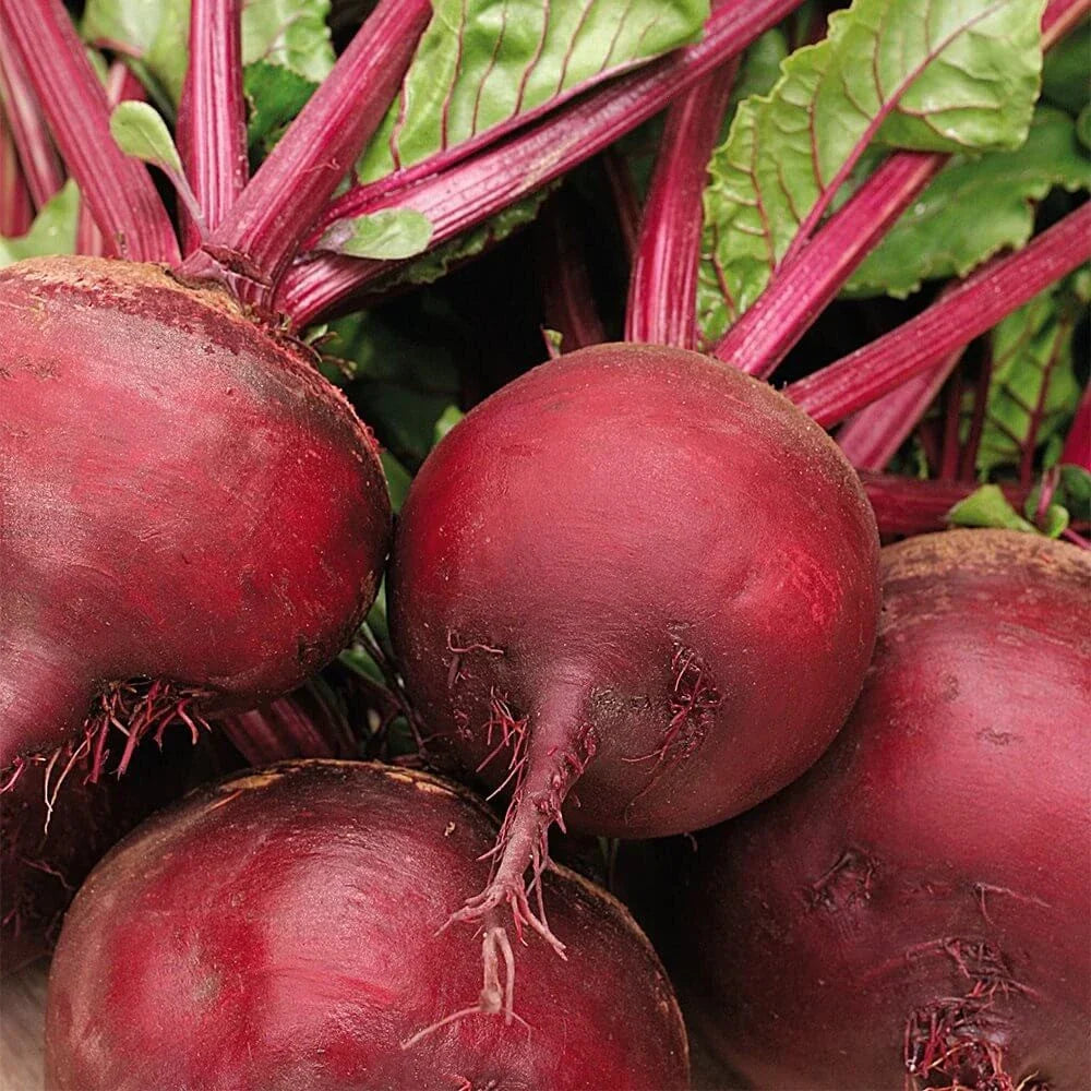 Ruby Queen Beet Seeds - 200+ Non-GMO Beta vulgaris Blood Turnip for Gardening, Container & Garden Bed Planting