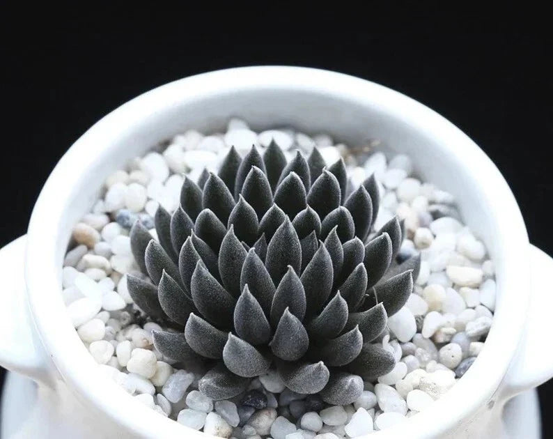 Rare Succulent Seeds Pack - Sinocrassula Yunnanensis - Unique Plant Variety for Collectors - 100 Seeds