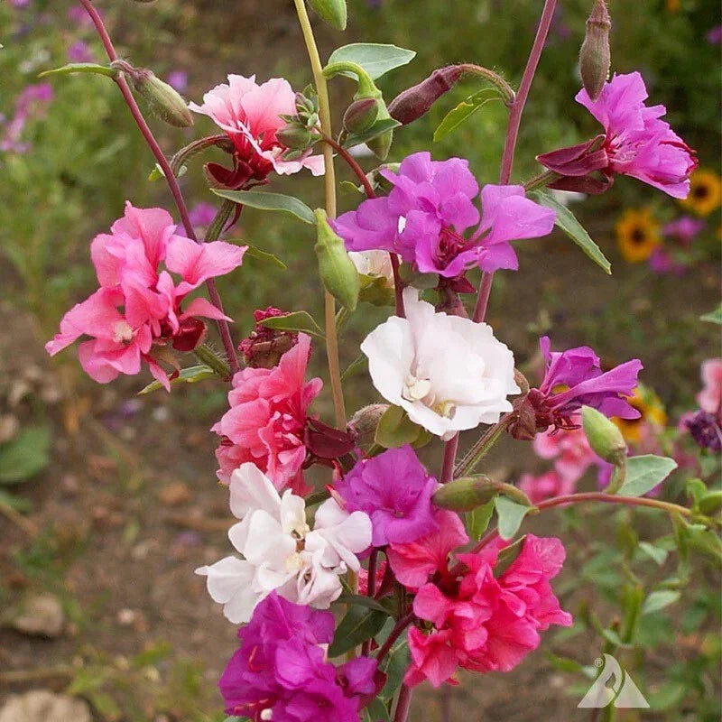 Clarkia Flower Seeds, Annual Wildflower, Elegant Blooms, Clarkia Unguiculata, Non-GMO, Garden Seeds for Pollinators