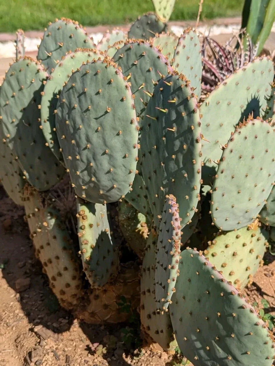 Purple Prickly Pear Cactus Pad – Fresh Cut Opuntia Santa-Rita, Succulent Plant, Vibrant Purple Color, Easy Care, Indoor & Garden Display
