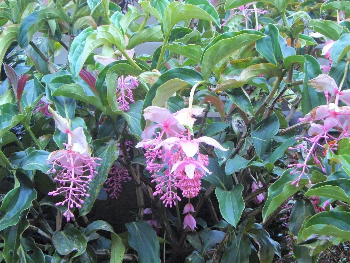 Royal Chandelier Medinilla Plant | Live Well-Rooted Starter | Rare Exotic Medinilla magnifica with Pink Flowers