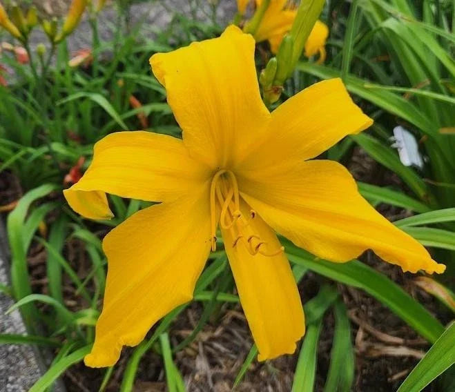 Daylily Plant | Large 9-Inch Blooms | Ratchet Variety | Hemerocallis spp. | Live Garden Flower