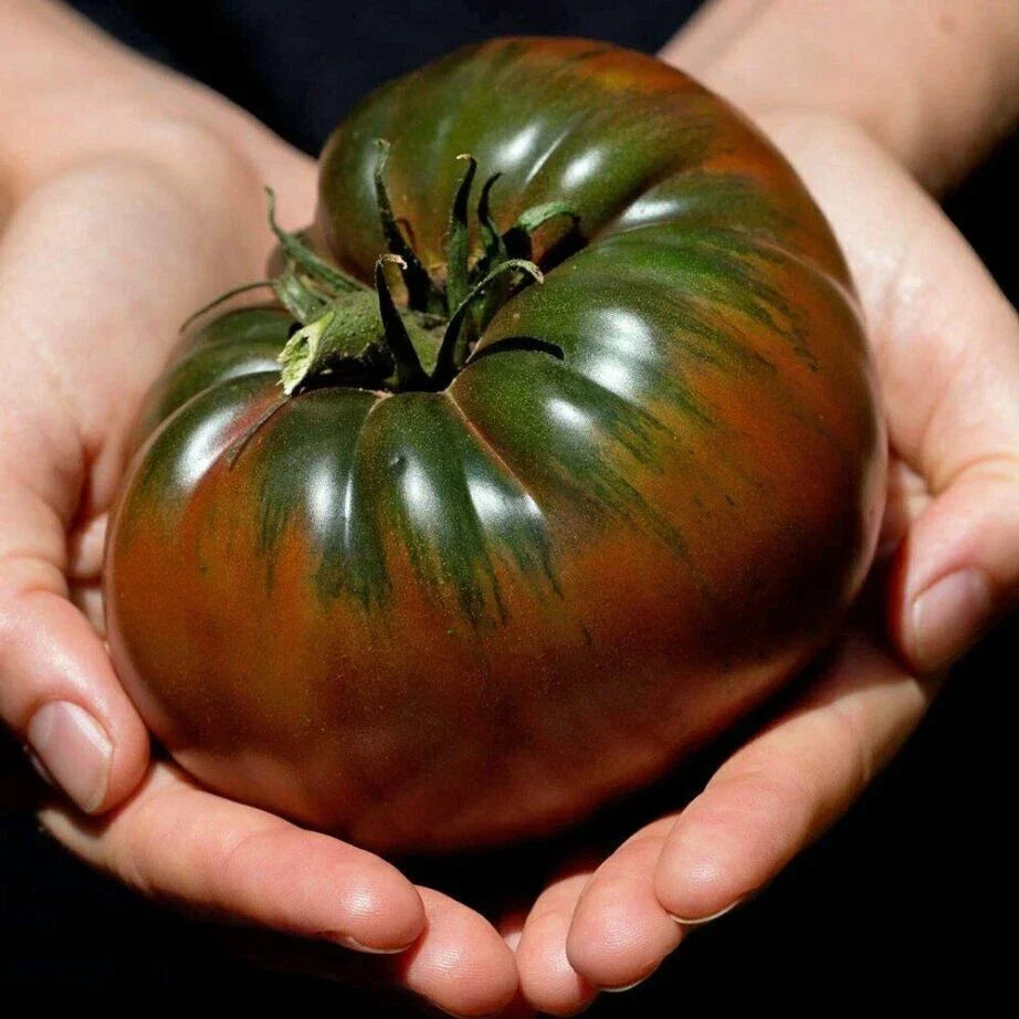 Russian Black Krim Tomato Seeds - Organic Heirloom Non-GMO, 60+ Seeds - Solanum lycopersicum, Dark Juicy Tomatoes for Salads & Sauces