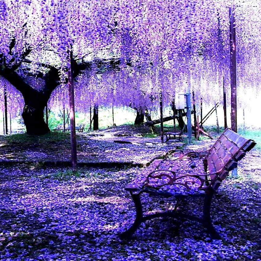 Chinese Blue Wisteria Seeds - 10 Pack, Wisteria sinensis, Fast-Growing Hardy Climbing Vine for Garden, Trellis, or Bonsai