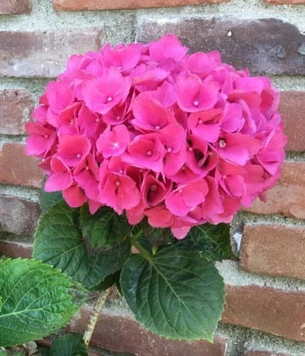Pink Hydrangea Seeds - Perennial Flower Seeds for Garden, Hydrangea macrophylla, Pink Blooms, 5 Pack