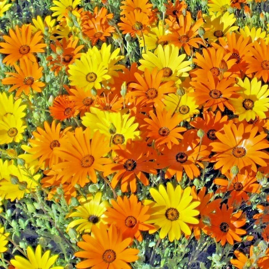 African Daisy Seeds - 200+ Pack, Drought & Heat Tolerant, Flowering Annual for Garden & Container, Osteospermum, Arctotis stoechadifolia