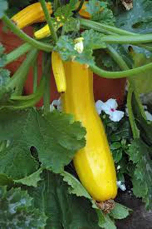 Early Prolific Straight Neck Squash Seeds – Heirloom Cucurbita pepo, 500 Non-GMO Seeds for Bountiful Harvest, High Yield, Easy to Grow
