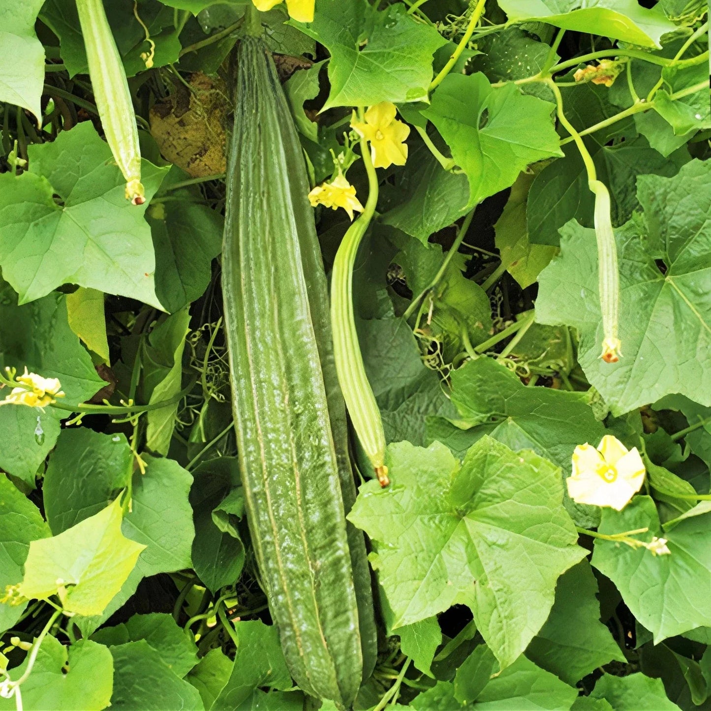 Buab Liam Angled Luffa Gourd Seeds – Ridged Gourd for Cooking & Gardening – Luffa acutangula, Pack of 20 Seeds