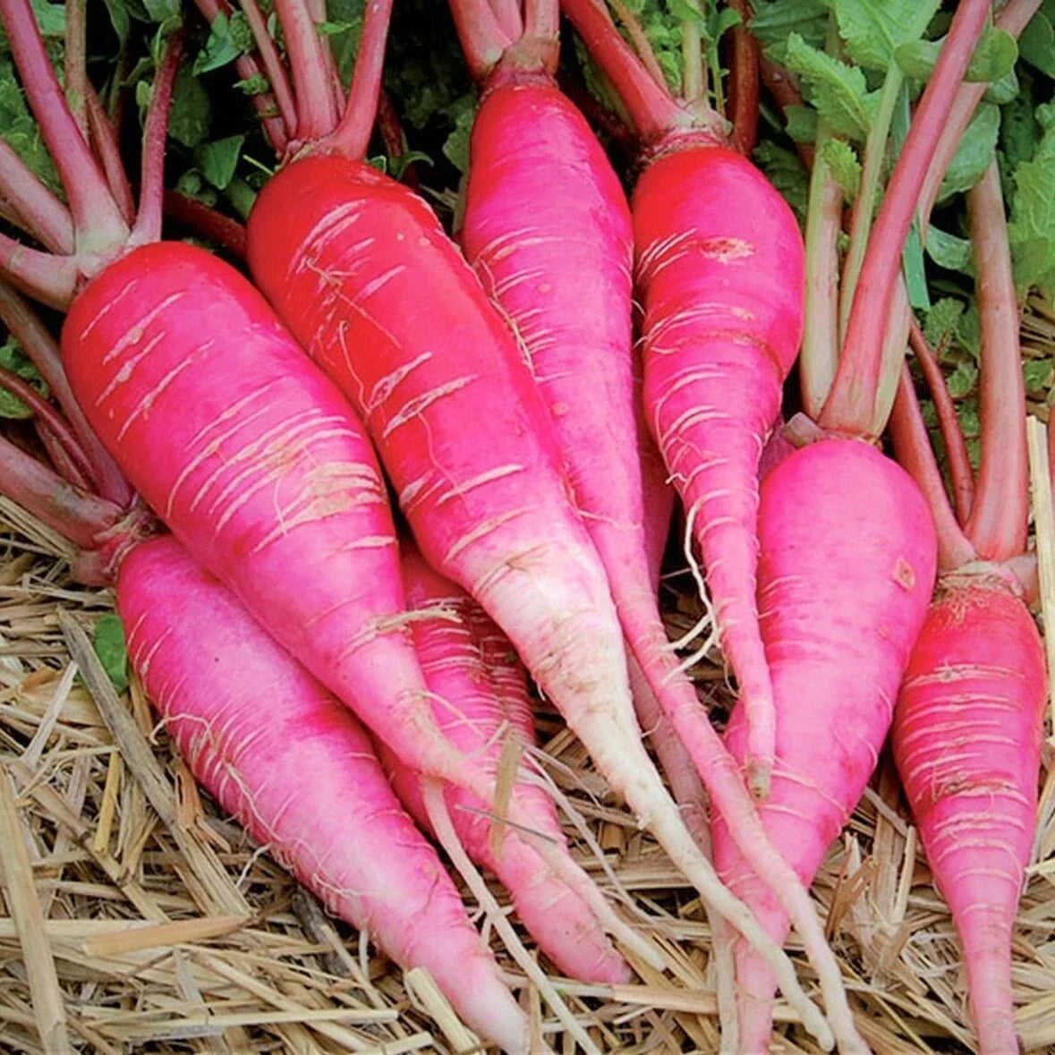 China Rose Radish Seeds - Pink Red White Heirloom Vegetable Seeds - Raphanus sativus - Fast-Growing Garden Seeds for Salad and Garnish
