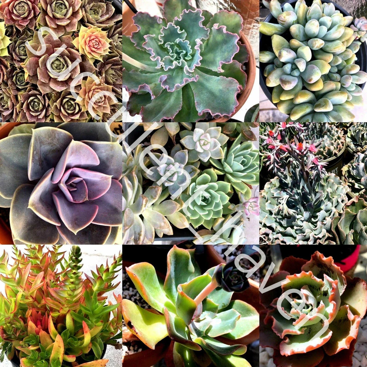 Fresh Succulent Cuttings Assorted Varieties 1-4" | Echeveria, Sedum, Cactus | Indoor & Outdoor Planting