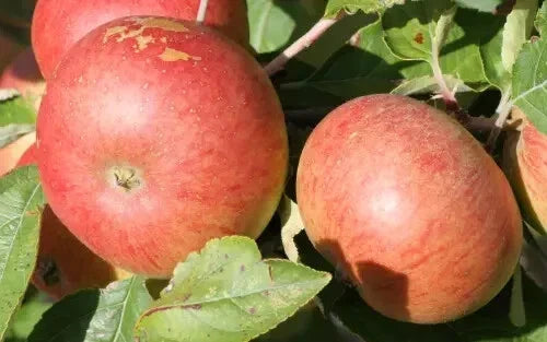 Chisel Jersey Apple Seeds - 25+ Pack for Gardening - Malus domestica 'Chisel Jersey' - Non-GMO, High Germination, USA