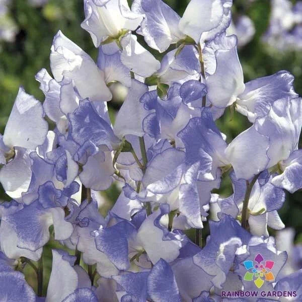 Blue Ripple Sweet Pea Seeds - 50+ Pack, Lathyrus odoratus, Fragrant Climbing Flower for Garden, Fences & Cut Flowers
