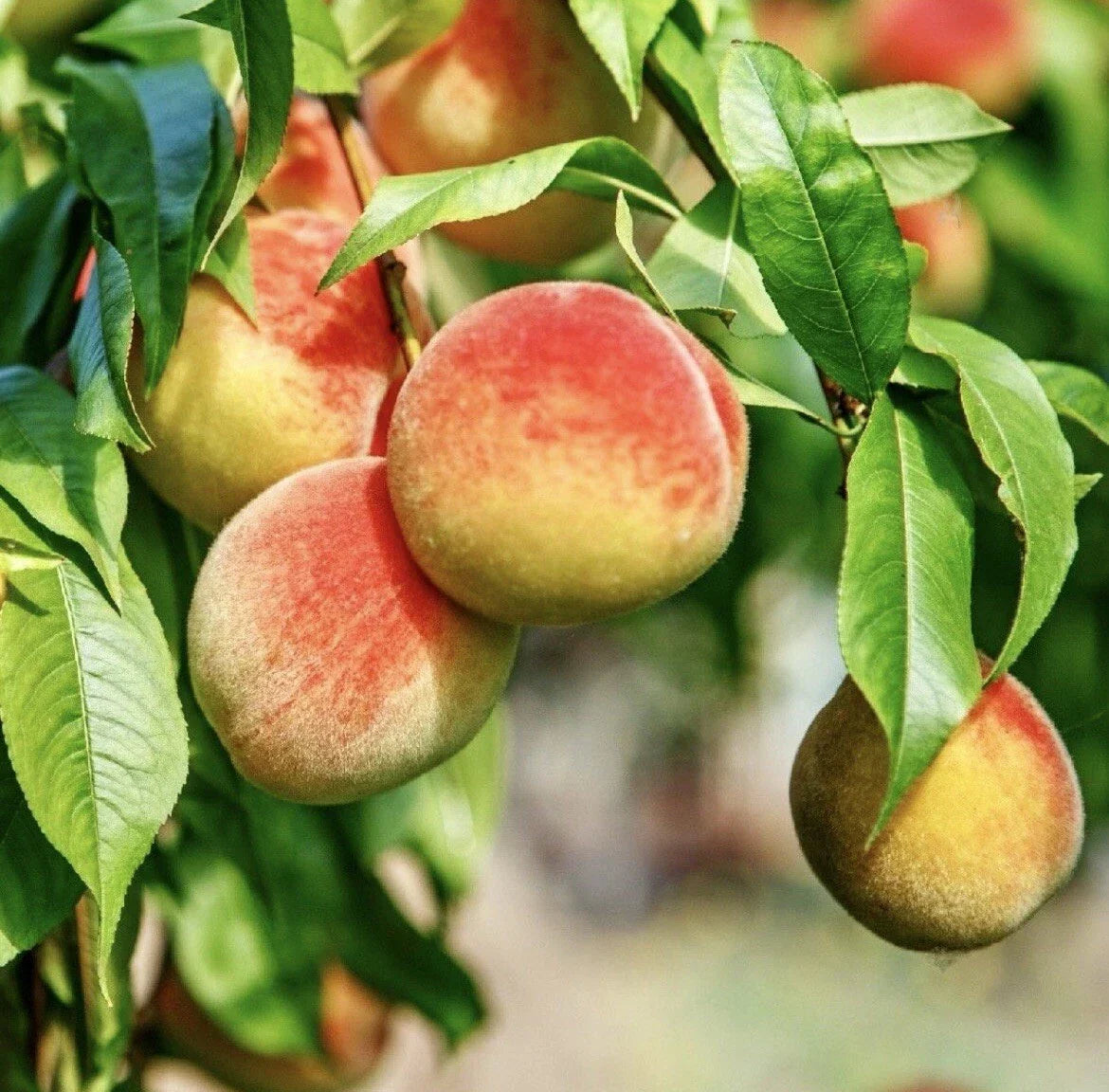 Peach Tree Cuttings for Rooting and Grafting – Prunus persica Fruit Tree Propagation for Garden and Orchard Planting