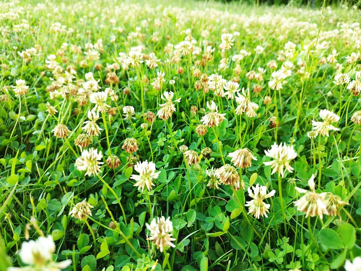Dutch White Clover Seeds - Non-GMO Heirloom Cover Crop for Lawn Alternative - Trifolium repens, Eco-Friendly, Drought-Tolerant, Soil-Enhancing