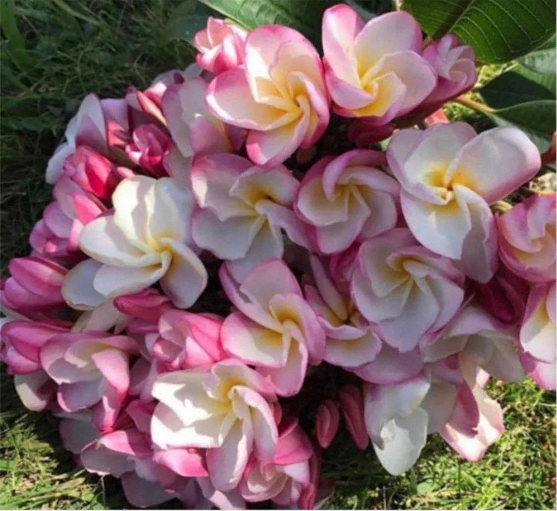 Rooted Plumeria Plant Cutting - Nakamoto's Bouquet, Frangipani, Tropical Flower, Garden, Patio, 15 Inches