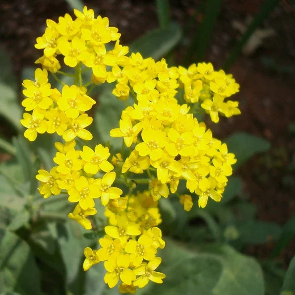 Alyssum Seeds - Basket Of Gold Heirloom Bright Yellow Flowers for Borders, Containers, Alyssum saxatile, Full Sun, 100 Pack