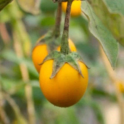 Golden Eggs Eggplant Seeds - Ornamental Yellow Eggplant Variety - Solanum melongena 'Golden Eggs' - Pack of 25 Seeds