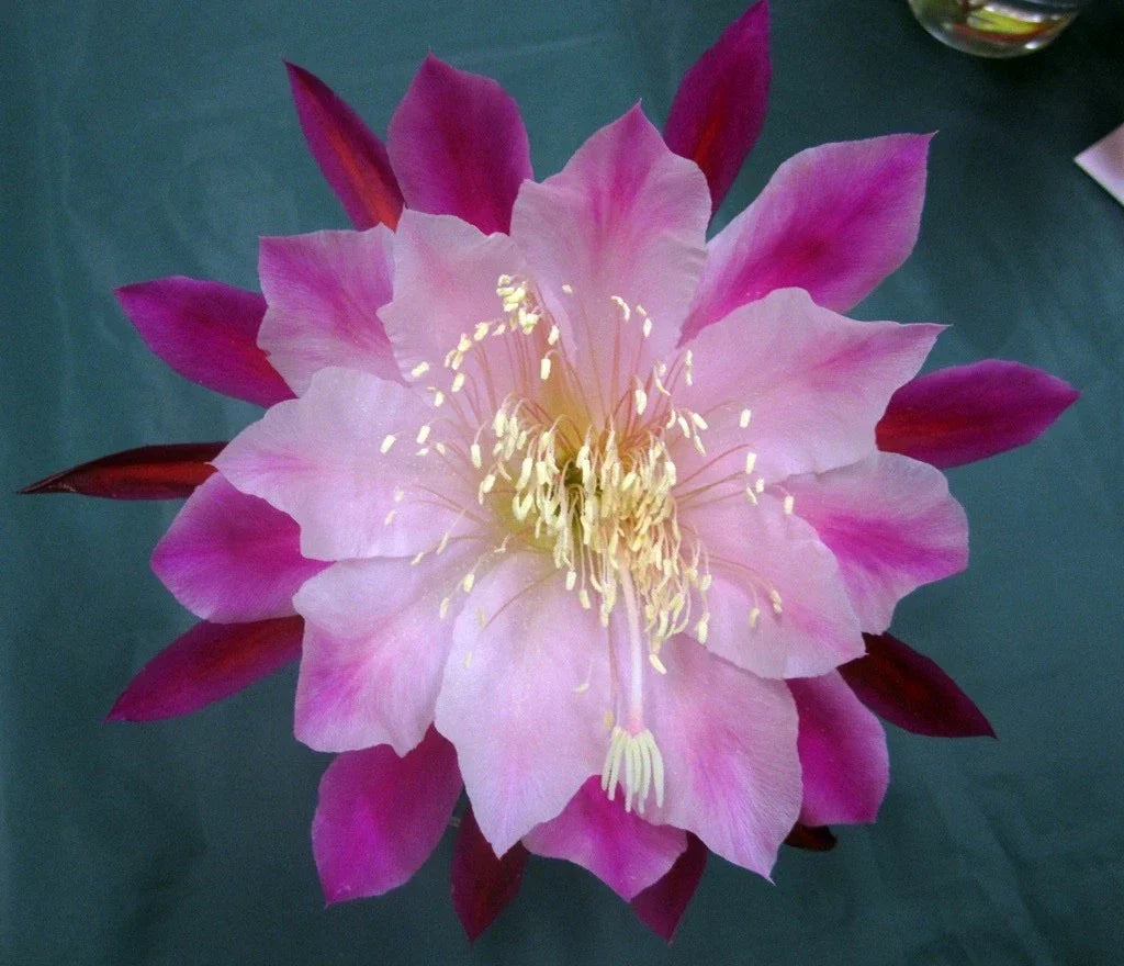 Epiphyllum Orchid Cactus Smokey Topaz Rare Succulent for Indoor Gardening, Easy Care, Unique Foliage, Orchid-Like Blooms, Don's Cuttings