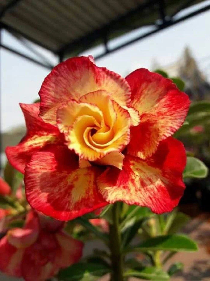 Desert Rose Seeds 4 Pack Red Orange Adenium Obesum Perennial Flower Seeds for Garden and Container Planting