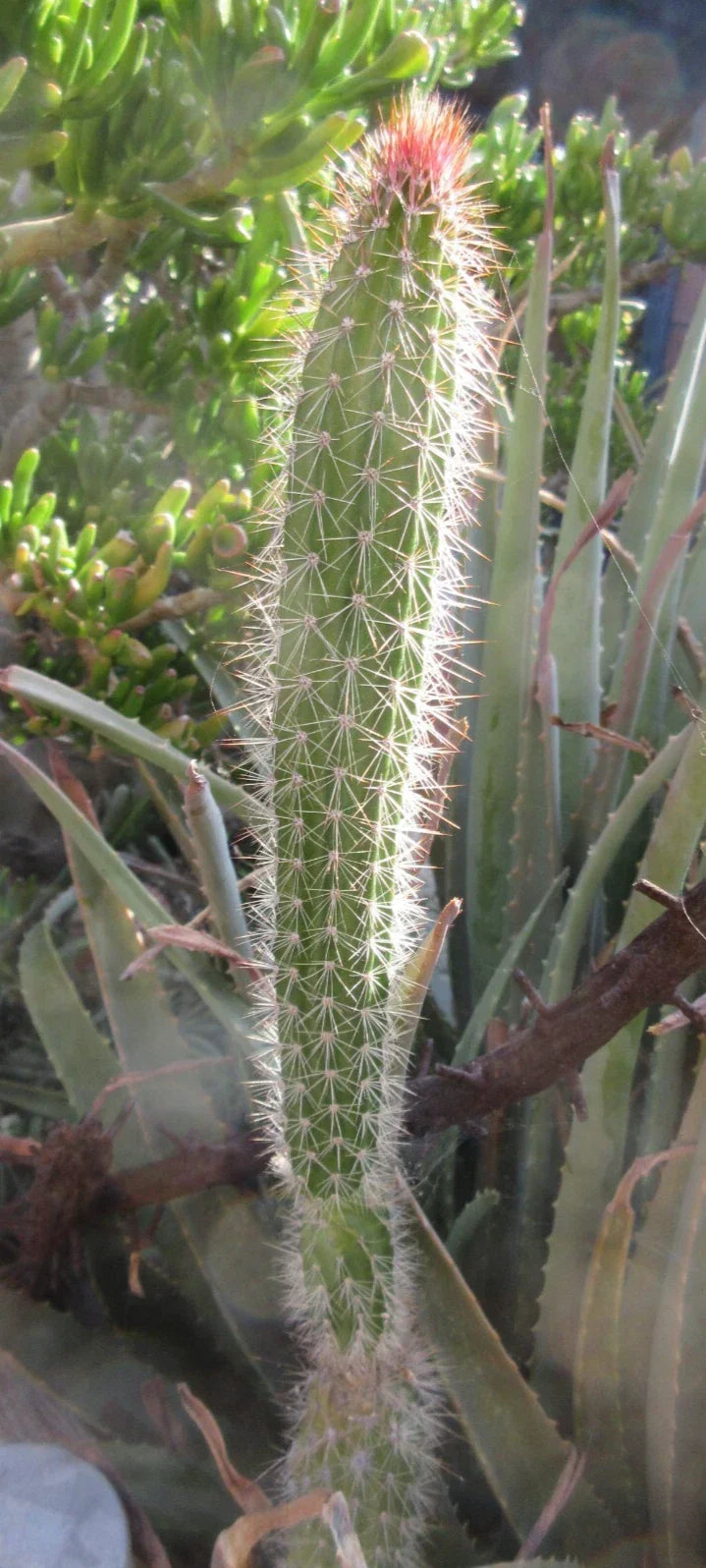 Snake Cactus Tip Cutting 12" Peniocereus serpentinus Unique Houseplant Easy Care Succulent