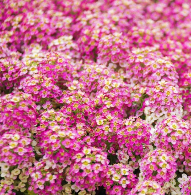 Alyssum Seeds 500 Non-GMO Lobularia maritima Pink Groundcover Fragrant Flowers for Gardens & Pollinators