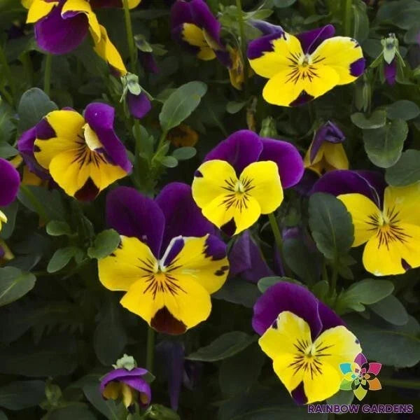 Freefall Purple Wing Pansy Seeds - Viola tricolor var. hortensis, 200+ Seeds, Vibrant Purple Blooms for Garden, Containers & Borders