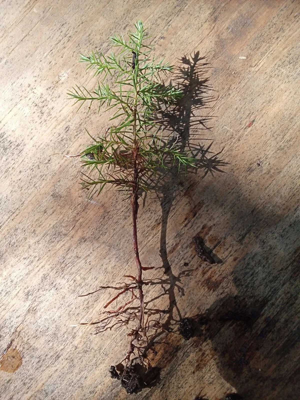 Eastern Red Cedar Seedlings 4-6 Inches | Juniperus virginiana Native Tree Plants for Landscaping & Wildlife Habitats