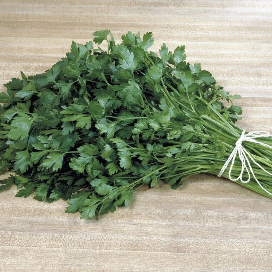 Italian Plain Leaf Parsley Seeds - Heirloom Fragrant Herb - Petroselinum crispum - 300-5000 Seeds for Culinary Gardens