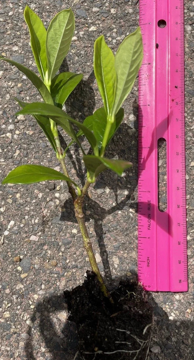 3 Rooted 4β-5β Gardenia Plants | Fragrant White Flowering Shrub | Live Bare Root Gardenia (Variety Unknown) for Home or Garden
