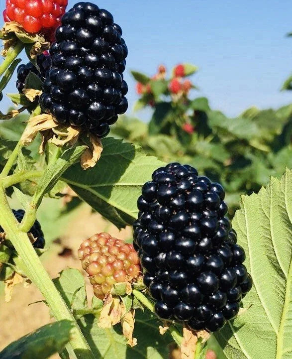 2-Pack Blackberry Plants in 3-Inch Pots | Sweet Juicy Fruit Bushes | Hardy, Fast-Growing Rubus fruticosus