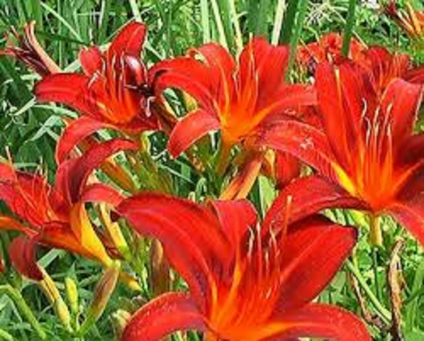 Red Giant Daylily Bareroot Plants – Live Perennial Flowering Plants for Garden Beds & Borders – Hemerocallis spp.