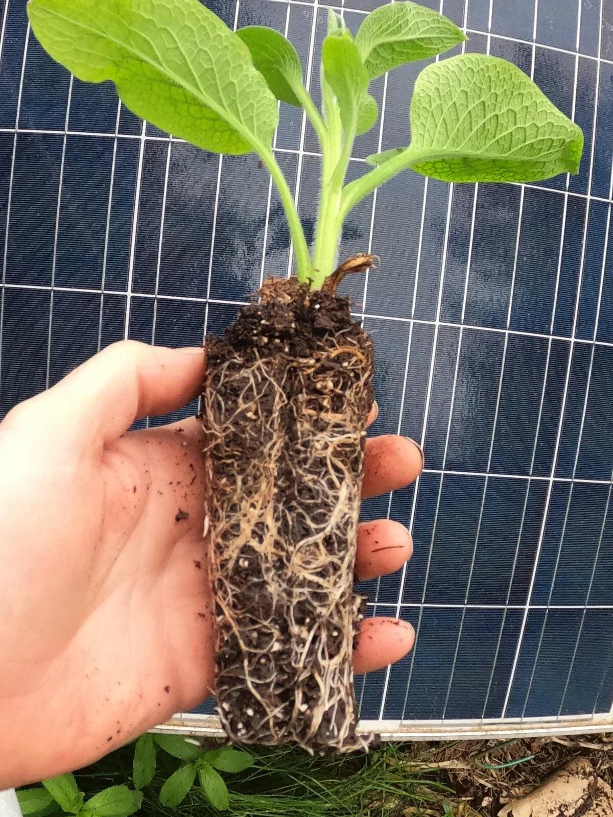 Comfrey Live Rooted Starter Plant – Bocking 14 Symphytum × uplandicum Non-Invasive for Compost Soil Health Pollinators