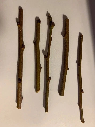 5 Sweet Pluerry Scion Cuttings β 3β5" Unrooted Grafting Wood β Rare Plum x Cherry Hybrid for Grafting Stone Fruit Trees