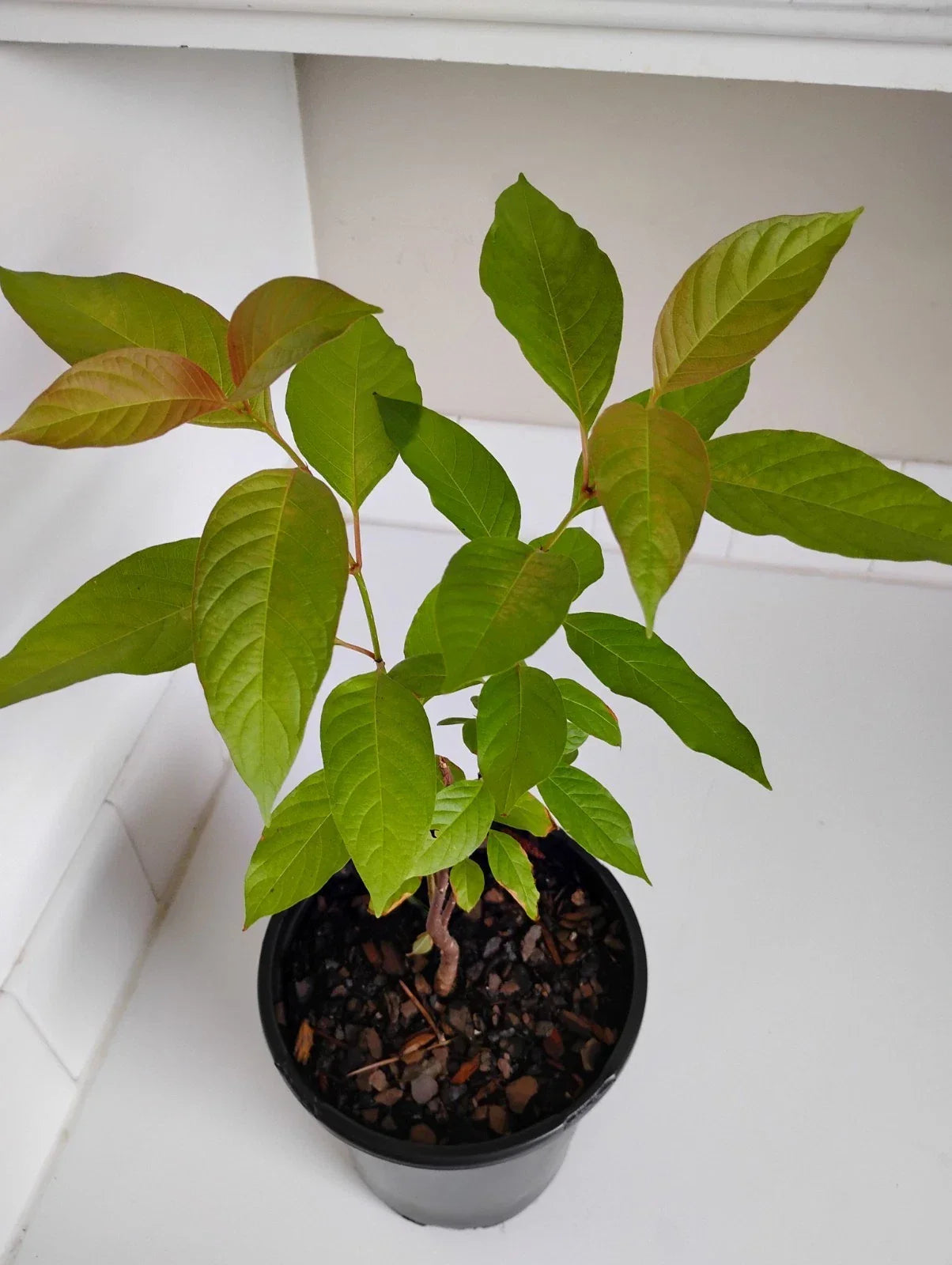 Buttonbush Live Plant 1 Gallon Pot Cephalanthus occidentalis Native Wetland Shrub for Gardens & Landscaping