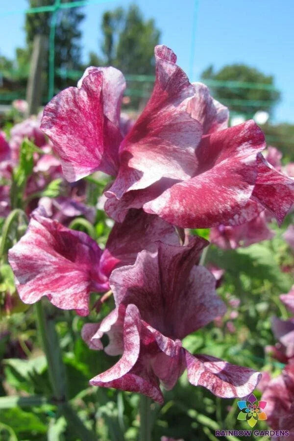 Sweet Pea Seeds 50+ Pack Theia-Bella Lathyrus odoratus Climbing Vine for Garden, Containers & Trellises