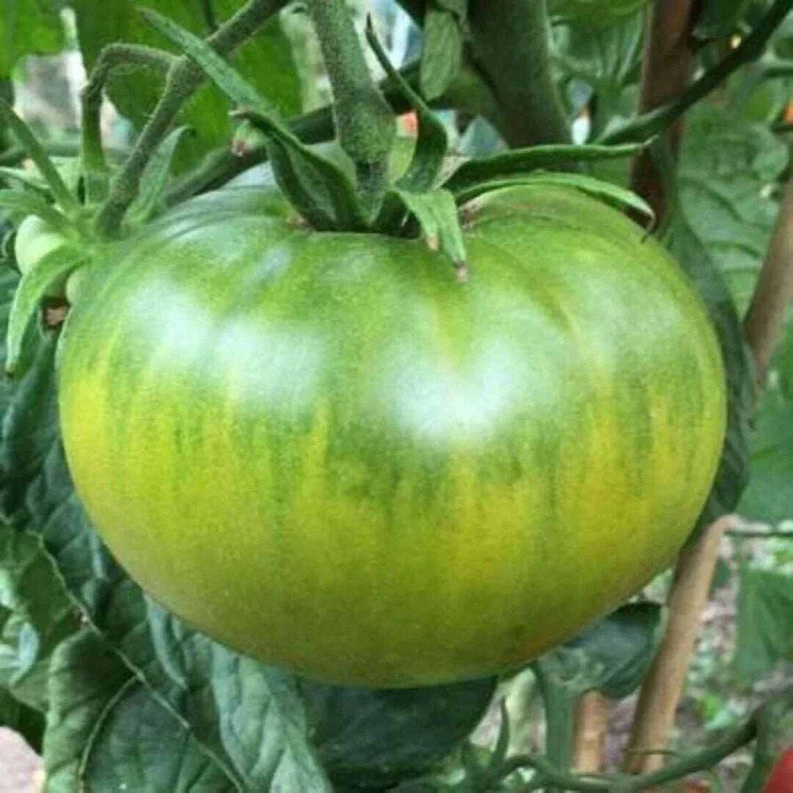 Aunt Ruby's German Green Tomato Seeds – Non-GMO Heirloom Organic Vegetable Seeds – Solanum lycopersicum
